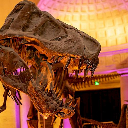 A close-up of a dinosaur skeleton display in a museum, featuring a large skull with sharp teeth in a well-lit room.