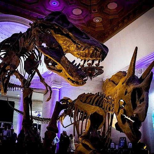 The image shows dinosaur skeletons on display in a museum, with colorful lighting creating an illuminated scene.