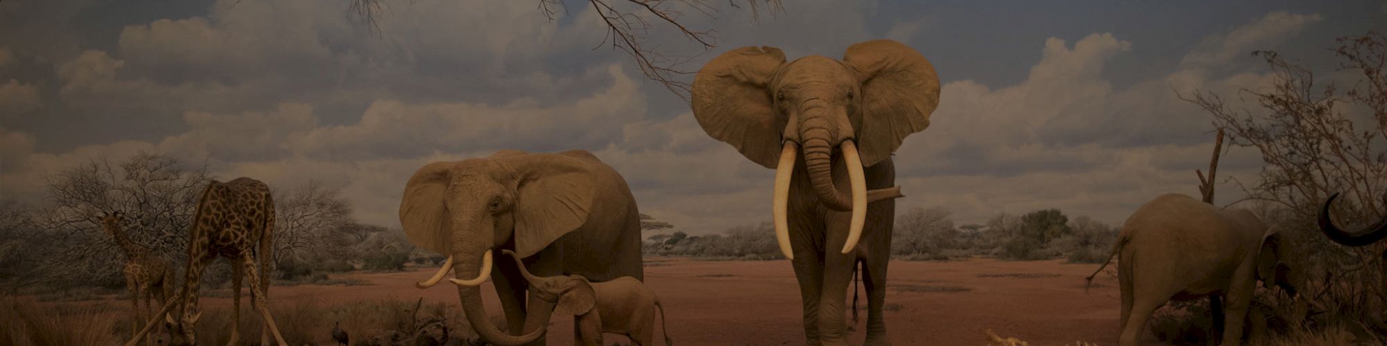 The image shows a diorama of an African savanna with elephants, giraffes, and other wildlife surrounded by dry vegetation under a cloudy sky.